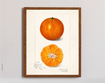 Lámina de naranjas vintage: Decoración botánica para la pared de la cocina