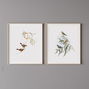 Conjunto de 2 láminas artísticas de pájaros vintage, arte mural de pájaros vintage, ilustraciones de pájaros, pájaros botánicos, lámina de Elizabeth Gould