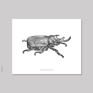 Black and White Beetle Insect Art Print, Vintage Rhinoceros Beetle Insect Print, Rhinoceros Beetle Poster, Vintage Woodblock Beetle Art