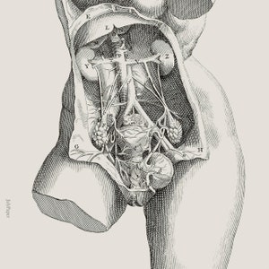 May include: A vintage anatomical illustration of the human body, showing the internal organs and vascular system. The image is in black and white and features detailed labels for each organ.