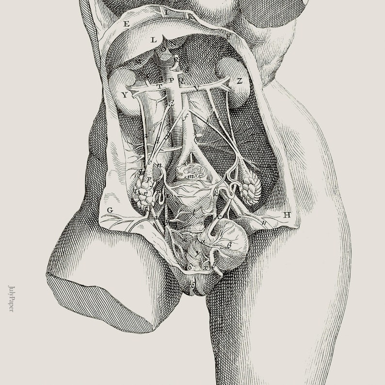 May include: A vintage anatomical illustration of the human body, showing the internal organs and vascular system. The image is in black and white and features detailed labels for each organ.