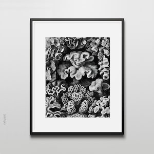 Ernst Haeckel Vintage Black and White Corals Art Print, Antique Ocean Wall art, Nautical Art, Victorian Art Illustration