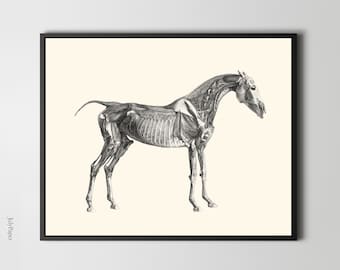 George Stubbs' Horse Anatomy Print: Vintage Fine Art