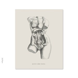 May include: A black and white anatomical illustration of a female torso with internal organs visible. The image is labeled "QUINTI LIBRI FIGURA".