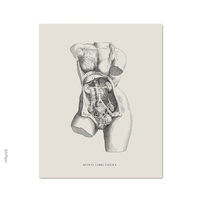 May include: A black and white anatomical illustration of a female torso with internal organs visible. The image is labeled "QUINTI LIBRI FIGURA".