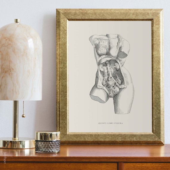 Vintage Female Anatomy Print: Vesalius Illustration, Medical Art