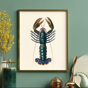 Op de afbeelding: Een vintage illustratie van een blauwe kreeft met gouden accenten. De kreeft is afgebeeld in een realistische stijl met gedetailleerde klauwen en antennes. De illustratie is ingelijst in een gouden lijst en geplaatst tegen een witte achtergrond.