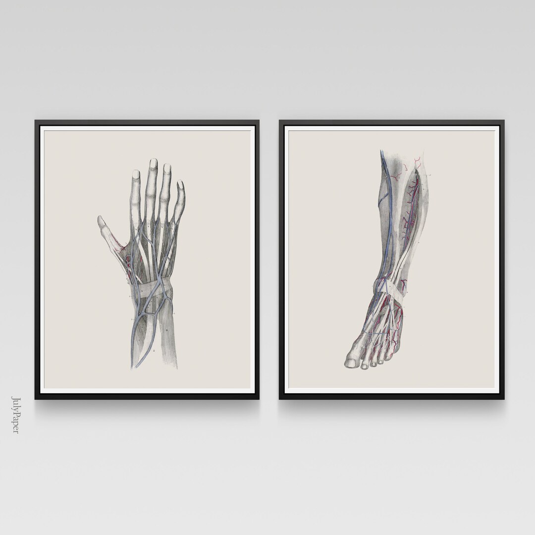 Anatomy Print Set, Human Anatomy Posters, Anatomy Home Decor, Vintage ...