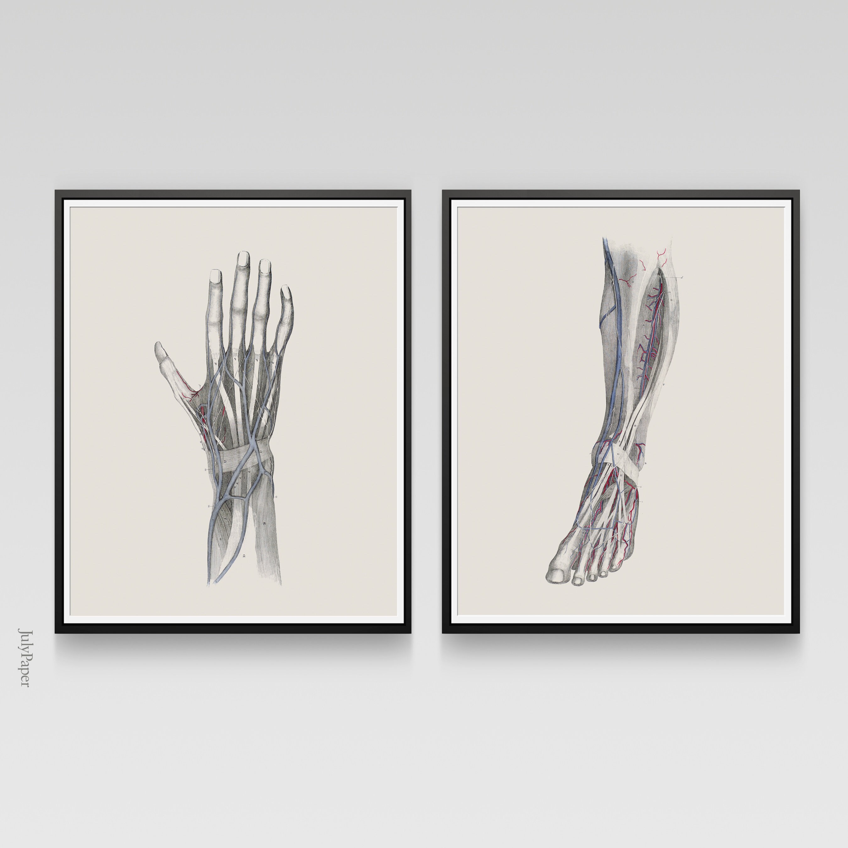 Anatomy Print Set Human Anatomy Posters Anatomy Home Decor Etsy Canada