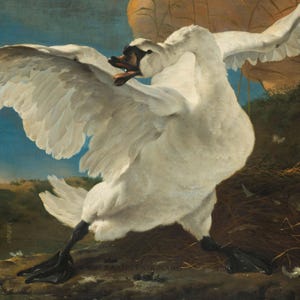 Può includere: Un cigno bianco con occhi e becco neri, ali spiegate, in piedi su un nido marrone con un cielo blu sullo sfondo.