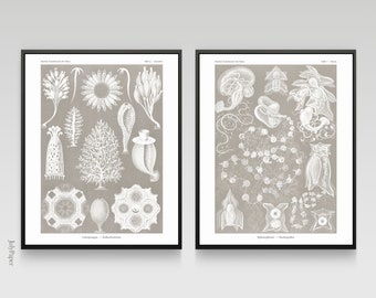 Ernst Haeckel Sea Life Prints: Vintage Marine Biology Wall Art (Set of 2)