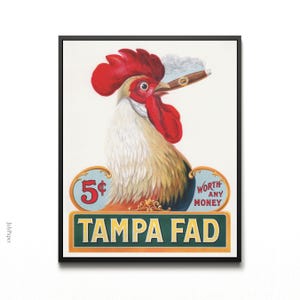 Vintage Rooster Cigar Print – 1905 Tampa Fad Americana Art