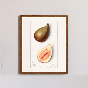 Vintage Fig Print, Botanical Poster, Trees and Fruits Illustration, Kitchen and Dining Room Decor, Vintage Wall Decor