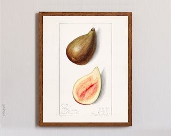 Vintage Fig Print, Botanical Poster, Trees and Fruits Illustration, Kitchen and Dining Room Decor, Vintage Wall Decor