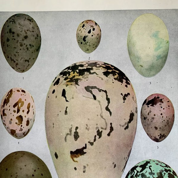 Eggs of American Birds Plate #1 / Original Vintage Print / 1936 / Birds of America / Louis Agassiz Fuertes / Bird Eggs / Color Plate