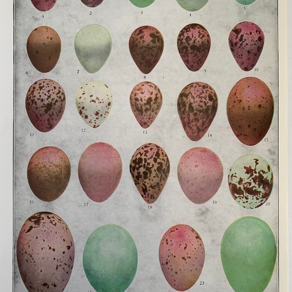 Eggs of American Birds Plate #2 / Original Vintage Print / 1936 / Birds of America / Louis Agassiz Fuertes / Bird Eggs / Color Plate