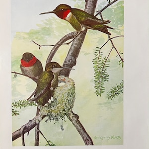 May include: A vintage illustration of Ruby-Throated Hummingbirds perched on a tree branch. The image shows three birds, one with a red throat, near a nest. The text reads "Ruby-Throated Hummingbird" and "All life size."