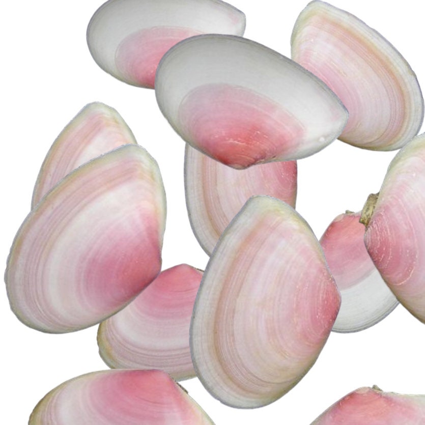 Rose Tellin Shell Shell Supply, Rose Petal Tellin, 30 Shells, Delicate Pink Shells, Shell ...