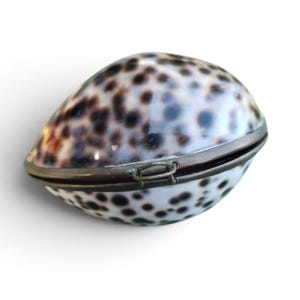 May include: A polished cowrie shell box with a smooth, glossy surface featuring dark brown and black spots on a cream-coloured background. The shell is hinged with a metallic frame and a small, simple wire clasp closure along the centre seam.