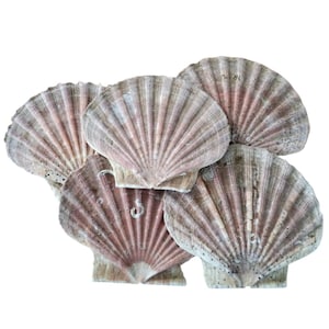 May include: Five scallop shells with a fan-like design and textured surfaces. The shells have beige, pink, and brown hues, with radial ridges. The shells are arranged on a white background. Each shell is approximately 10-12 cm in diameter.
