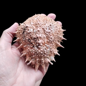 May include: A light brown sea urchin shell with a spiky exterior. The shell is held in a hand against a black background. The shell has a textured surface with small bumps and larger, pointed spines.
