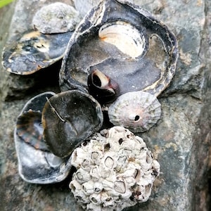 May include: A collection of seashells in various shapes and sizes, including a large, dark grey shell with a white interior, a smaller, white shell with a hole in the centre, and a cluster of small, white shells.