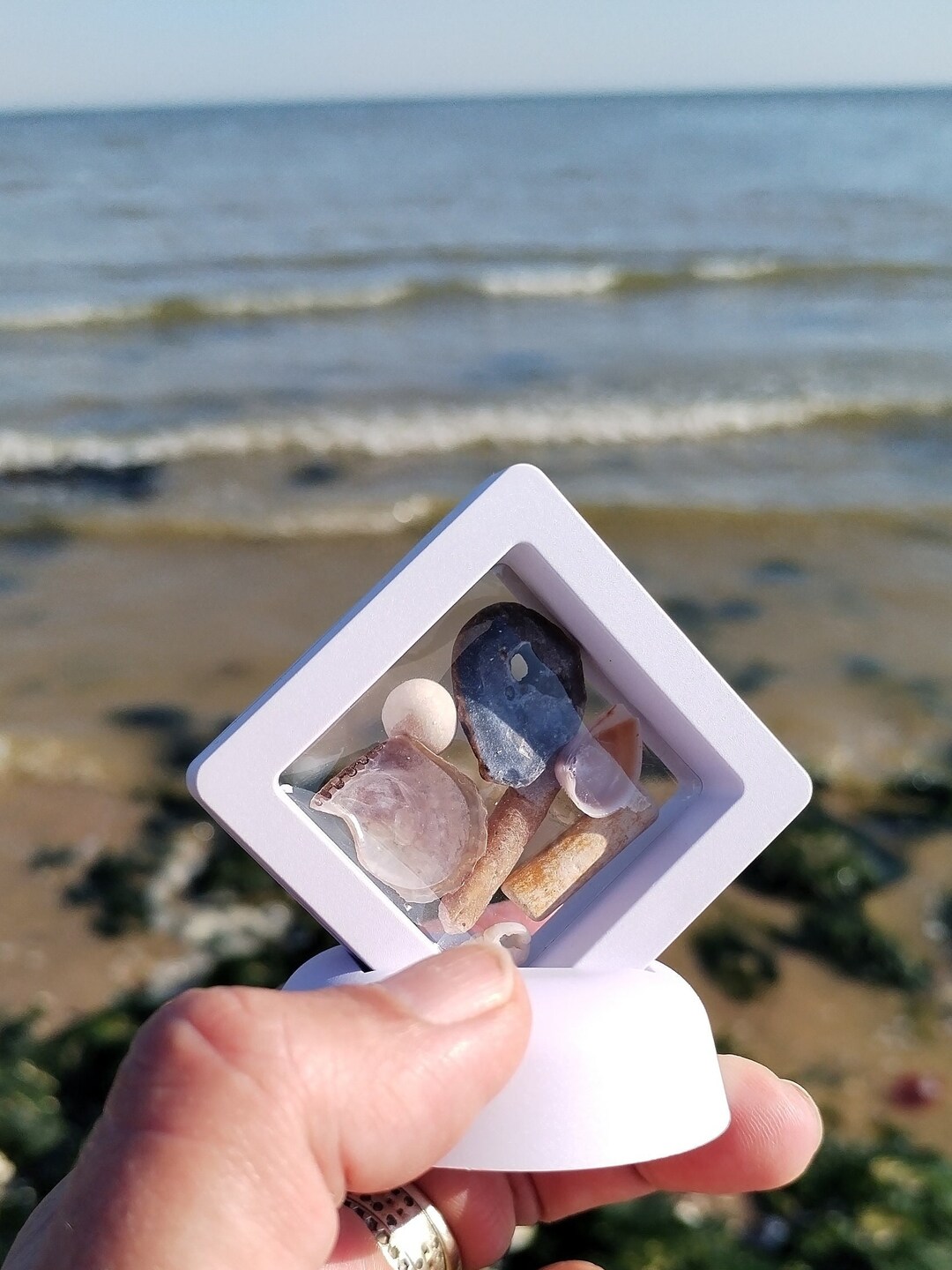 Floating Display, Floating Frame, Beach Finds, Fossil Display, Birthday ...