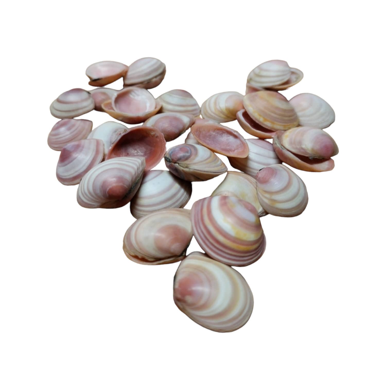 Rose Tellin Shell Shell Supply, Rose Petal Tellin, 30 Shells, Delicate Pink Shells, Shell ...