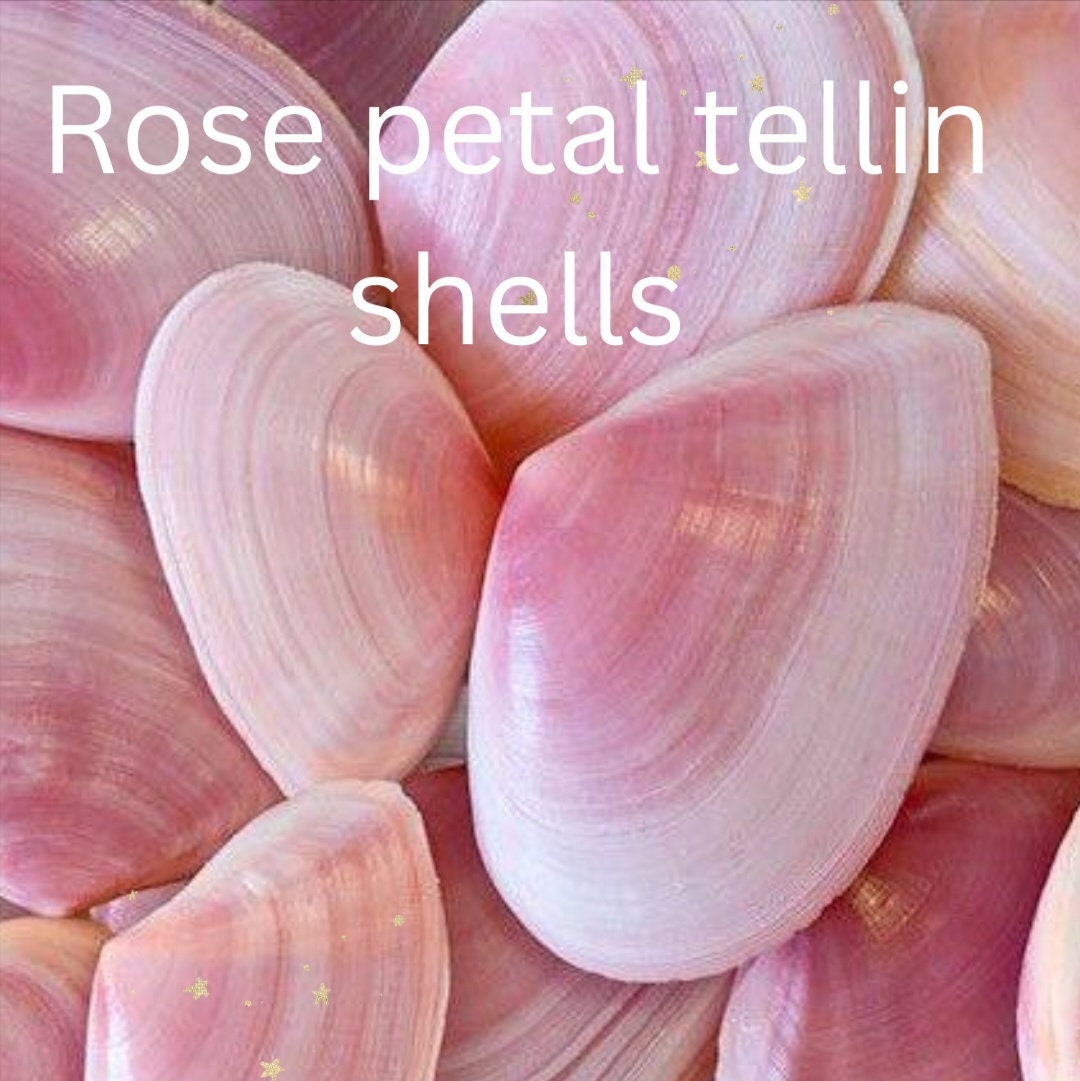 Shell Supply, Rose Petal Tellin, 30 Shells, Delicate Pink Shells