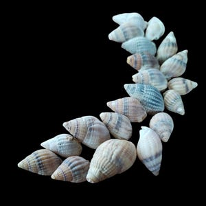 May include: A collection of seashells arranged in a crescent shape. The shells are a variety of sizes and colours, with shades of white, brown, and grey.