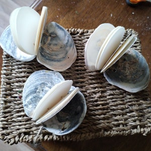 May include: Three seashells with white paper inserts, arranged on a woven wicker surface. The shells are a light brown colour with dark grey and black markings.