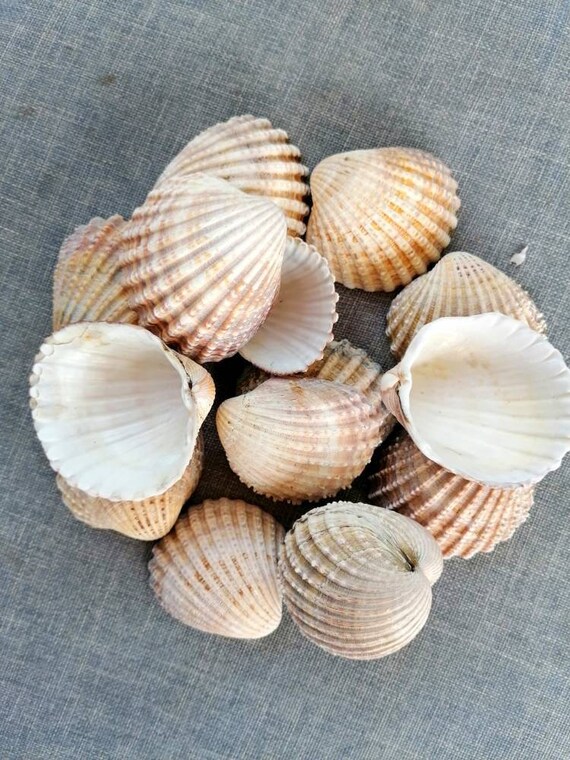 Craft Suppy 50 Cockle Shells Sea Shells Craft Supply Home Etsy