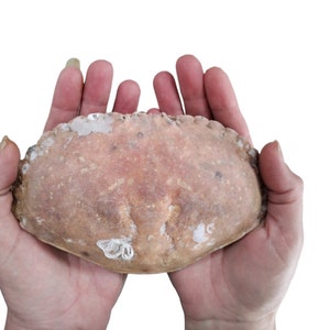 Crab Shell, Large Brown Shell, Whole Shell, Ethically Sourced Beach Find, Ocean Gift For Beach Lover, Quirky Man Cave Decor, Beach Hut Decor