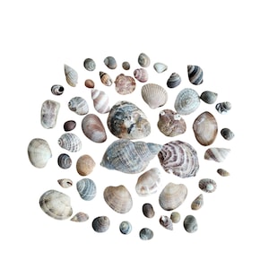 May include: A selection of seashells in a range of colours, including white, beige, brown, and grey, set against a white backdrop. The shells are diverse in size and form, with spiral, fan, and rounded shapes. Some shells display striped patterns.