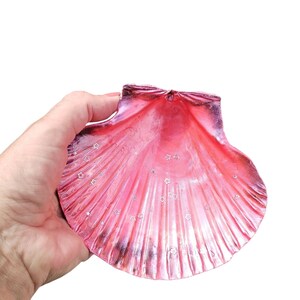May include: A pink seashell with a glossy finish and silver star accents. The shell has a textured surface and a dark purple edge. The shell is held in a hand against a white background.