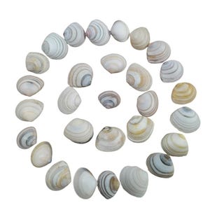 May include: A collection of small, white and brown seashells arranged in a spiral pattern. The shells have a natural, organic texture and are a popular decorative element for beach-themed decor.