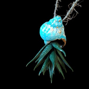 May include: A blue and gold seashell with a green succulent plant growing out of it. The seashell is hanging from a string.