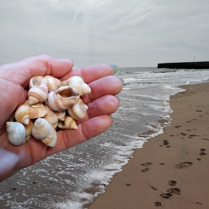 May include: A hand holding a collection of seashells on a sandy beach with foamy waves in the background.