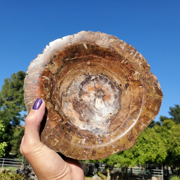 Petrified Wood Bowl Rustic Decor Trinket Dish | 2230 grams | 5lbs 1oz