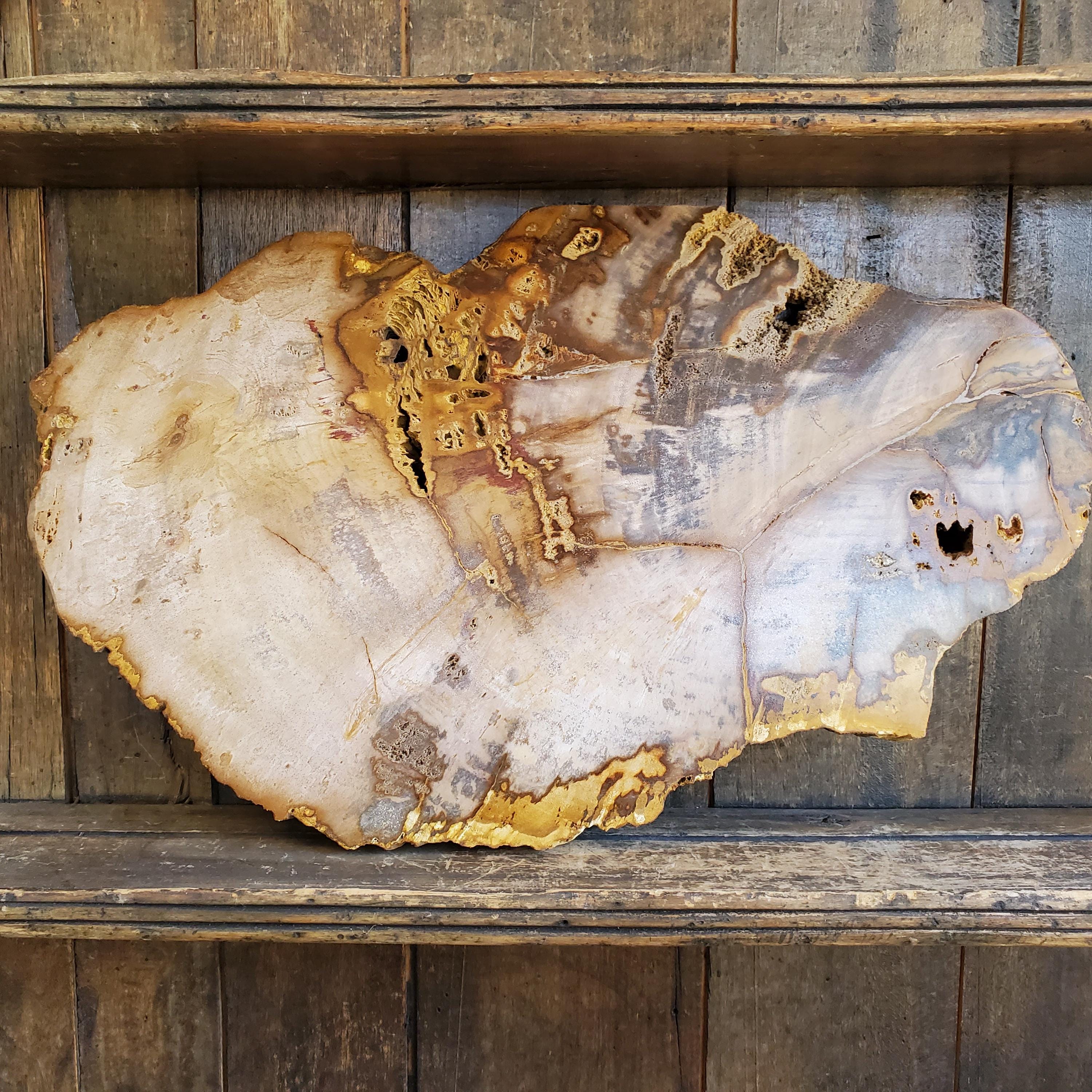 Petrified Wood Tray - Etsy Canada
