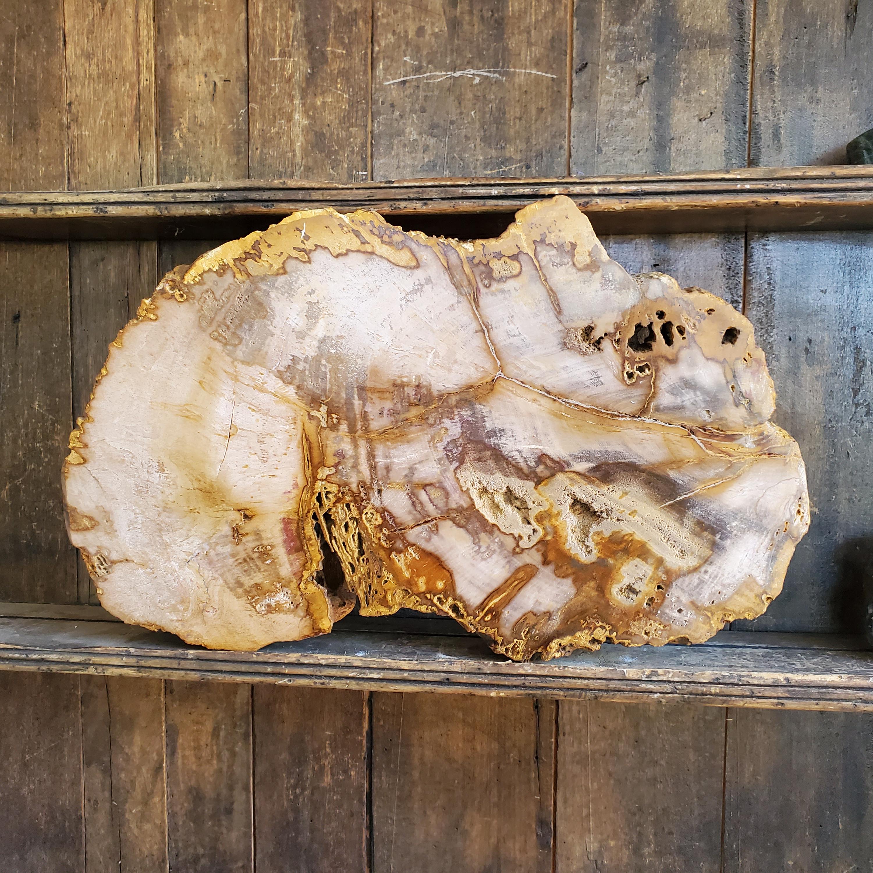 Petrified Wood Tray Large - Etsy