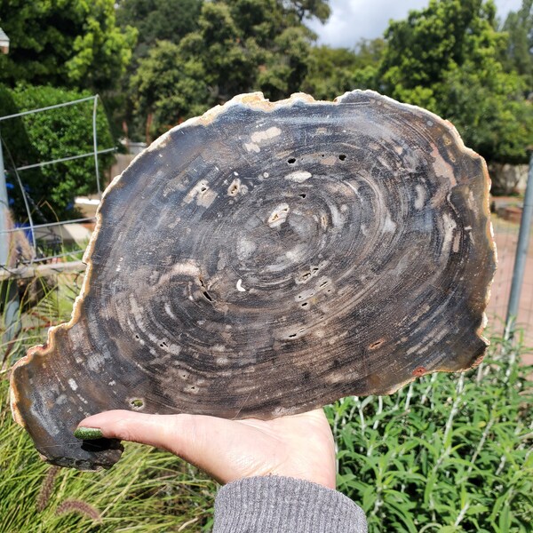 Petrified Dark Wood Slab Slice Crystal Display Decor | 2140  Grams | 2lbs 15oz