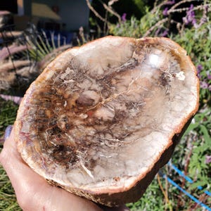 Petrified Wood  Bowl Agate Veins Rustic Decor Trinket Dish | 1100 grams | 2lbs 7oz