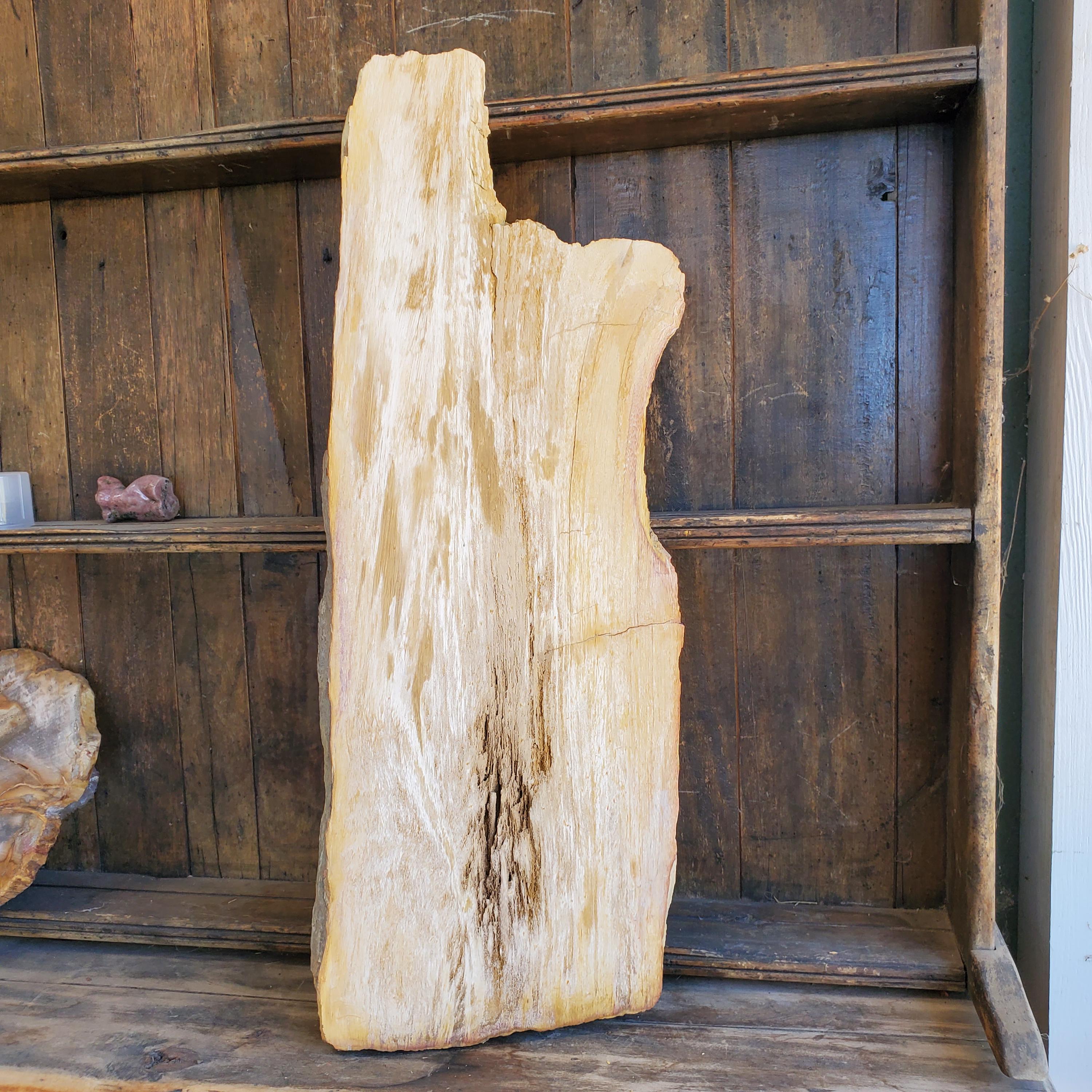Petrified Wood Tray Large - Etsy