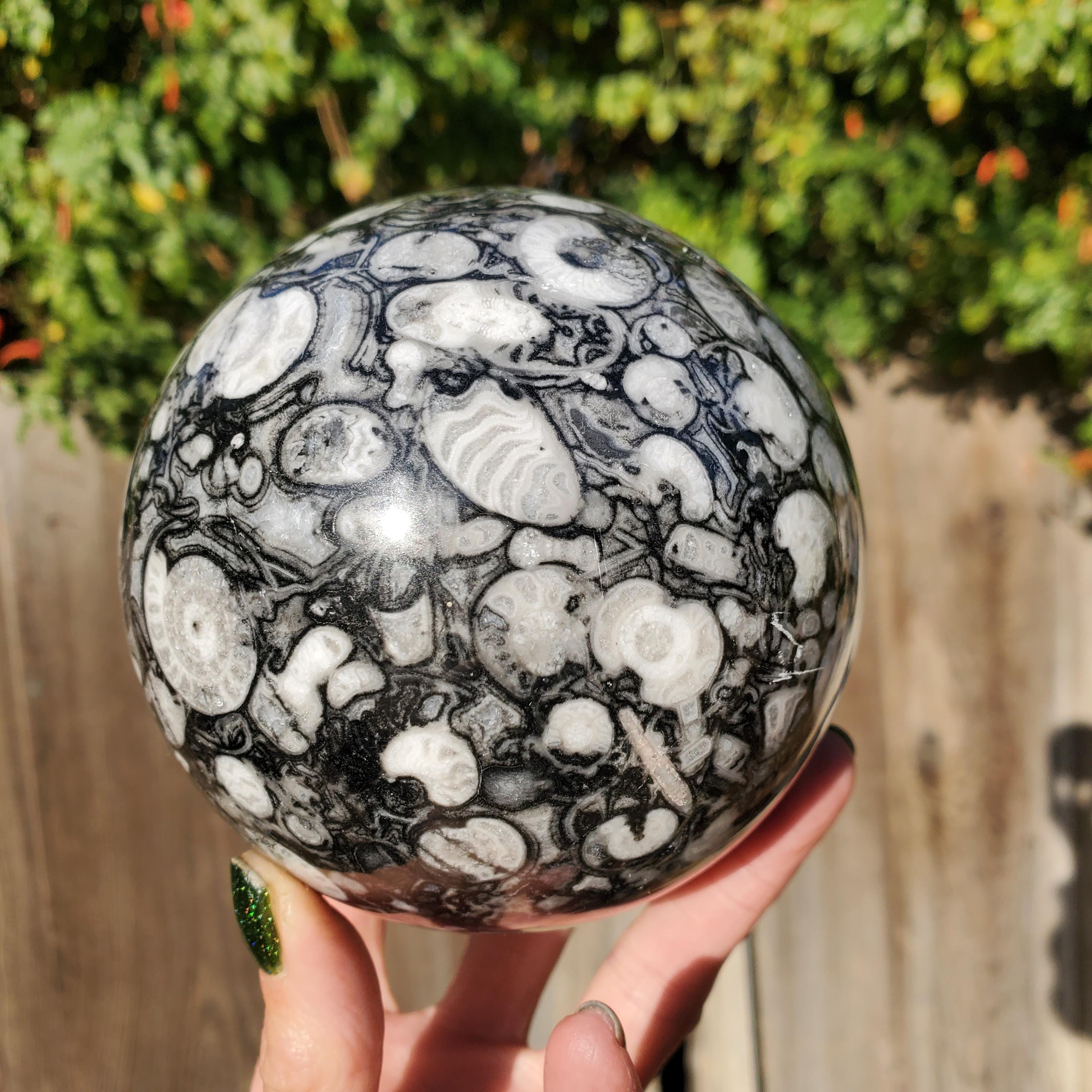 ウミユリ　化石　鑑定書付 ウミユリ化石水晶球（ブラックホワイト）2320グラム | 110mm - Etsy 日本