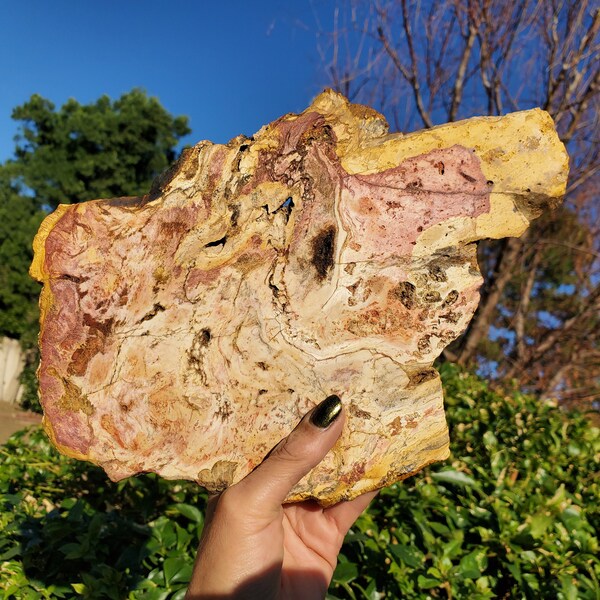 Petrified Wood Slab Slice Crystal Display Decor | 552 Grams | 1lbs 4oz