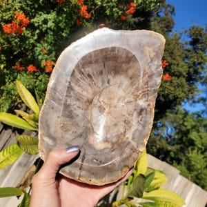 4lbs+  Petrified Wood  Bowl Catchall Rustic Decor Trinket Dish | 2030 grams | 4lbs 8oz