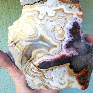 May include: A polished slab of agate stone featuring intricate, concentric banding in shades of white, cream, translucent gray, deep red, and dark brown. The mineral specimen displays a natural, irregular shape with a smooth, glossy surface texture.