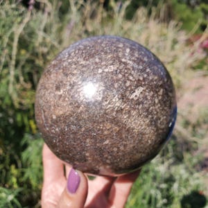 XL Dinosaur Gembone Dinobone Sphere | Agatized Dino Bone | A Grade | 1300 Grams