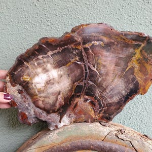 Losa de cristal de corteza de tronco de madera petrificada para decoración / 2060 gramos